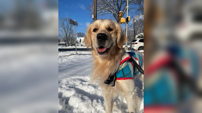 Bowie, the golden retriever, having some extra fun on his morning walk in Bayonne, NJ on Jan. 7, 2022. (Image: Sebastienne Sliwowski)