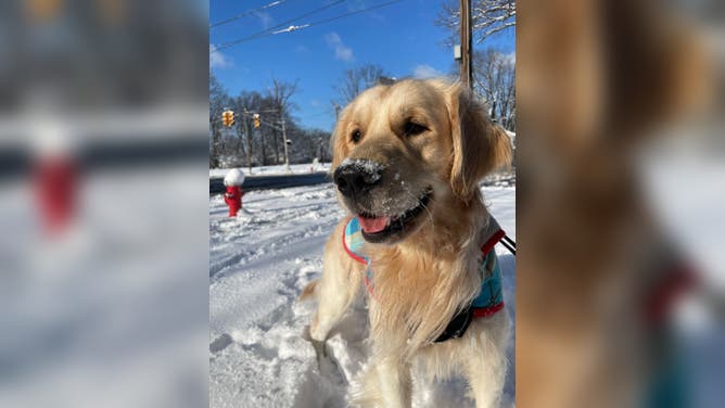 Bowie, the golden retriever, having some extra fun on his morning walk in Bayonne, NJ on Jan. 7, 2022. (Image: Sebastienne Sliwowski)
