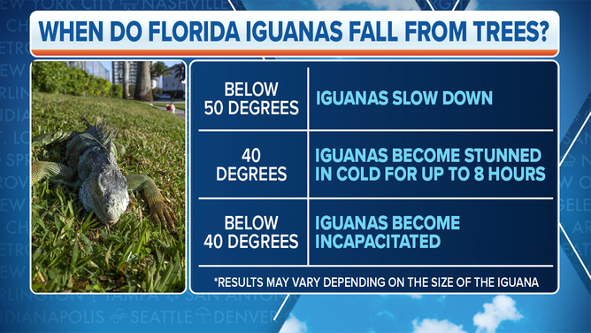 Dovrebbe essere molto freddo (per gli standard della Florida) per influenzare le iguane.