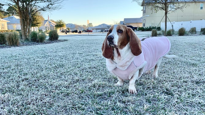 Frost in St. Augustine, Florida on Jan. 24, 2022.