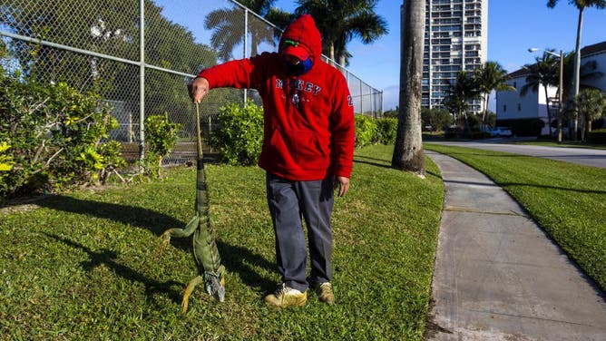 FILE - A maintenance worker holds an iguana immobilized from cold temperatures outside an apartment complex in West Palm Beach, Florida, U.S., on Wednesday, Jan. 22, 2020. Cold-stunned iguanas fell from trees in South Florida Wednesday morning as temperatures in Miami hit 40 degrees and wind chills reached in the 20s and 30s in South Florida, The National Weather Service reported. Photographer: Saul Martinez/Bloomberg via Getty Images