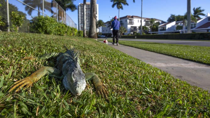 An iguana immobilized from cold temperatures lays on grass in West Palm Beach, Florida, U.S., on Wednesday, Jan. 22, 2020. Cold-stunned iguanas fell from trees in South Florida Wednesday morning as temperatures in Miami hit 40 degrees and wind chills reached in the 20s and 30s in South Florida, The National Weather Service reported. Photographer: Saul Martinez/Bloomberg via Getty Images