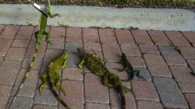 A maintenance worker places iguanas immobilized from cold temperatures on the pavement outside an apartment complex in West Palm Beach, Florida, U.S., on Wednesday, Jan. 22, 2020. Cold-stunned iguanas fell from trees in South Florida Wednesday morning as temperatures in Miami hit 40 degrees and wind chills reached in the 20s and 30s in South Florida, The National Weather Service reported. Photographer: Saul Martinez/Bloomberg via Getty Images