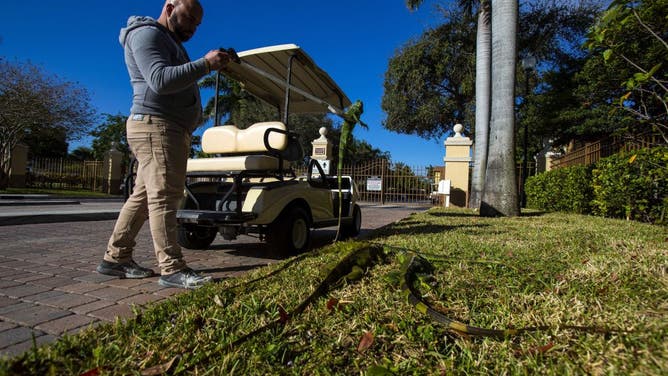 A maintenance worker places iguanas immobilized from cold temperatures on the pavement outside an apartment complex in West Palm Beach, Florida, U.S., on Wednesday, Jan. 22, 2020. Cold-stunned iguanas fell from trees in South Florida Wednesday morning as temperatures in Miami hit 40 degrees and wind chills reached in the 20s and 30s in South Florida, The National Weather Service reported. Photographer: Saul Martinez/Bloomberg via Getty Images