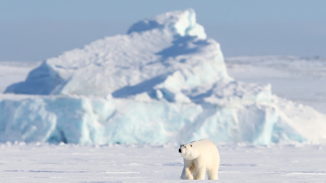 A polar bear is seen in the Franz Joseph Land archipelago in the Arctic Ocean.