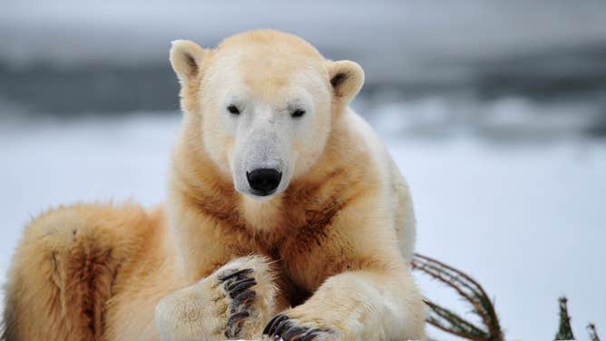 Polar bears have large claws that help give them traction as they walk along the slippery ice and snow.