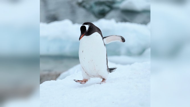 A penguin in Antarctica.