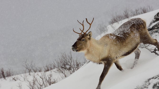 Reindeer walking through the snow in Tromso, Norway.