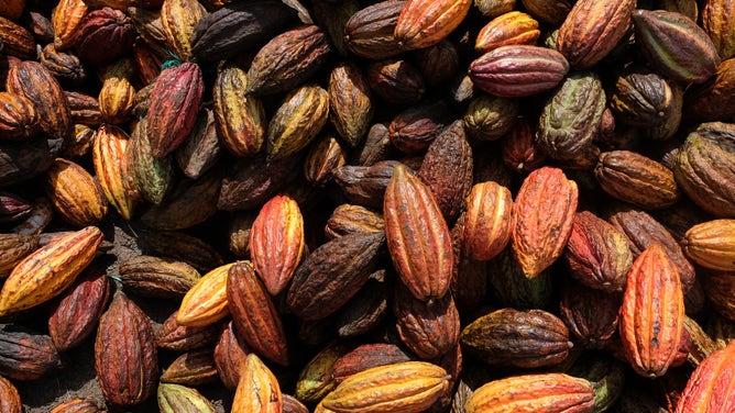 Seeds of the cocoa fruit are sent for fermentation in Colombia.
