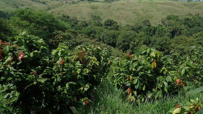 Cocoa trees grow in equatorial Mesoamerica.