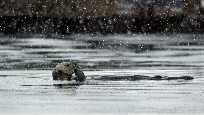 In Alaska, snow falls on a sea otter as it floats in the chilly water.