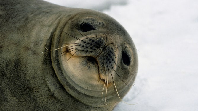 A Weddell seal lounges in the snow in Antarctica.
