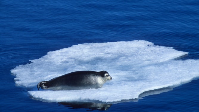 A seal floats on an ice floe in Spitsbergen, Norway.