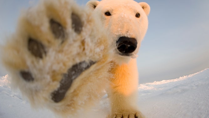 A curious polar bear paws at the camera in North Slope, Alaska.
