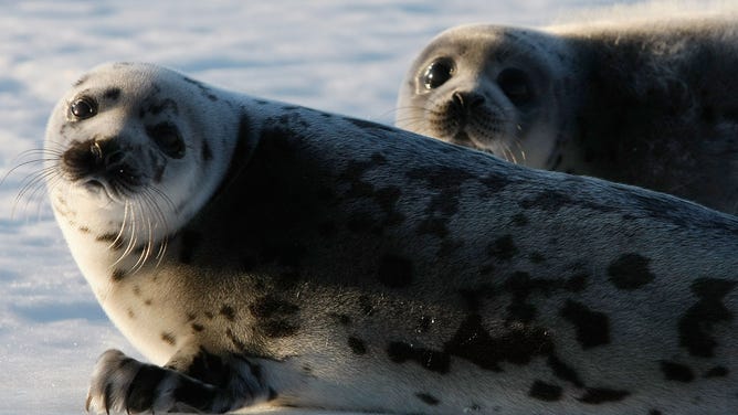 Harp seal pups lie on an ice floe in the Gulf of Saint Lawrence in Canada.