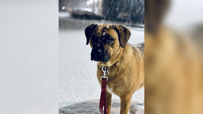 Hank has his first snow experience in Rhode Island.