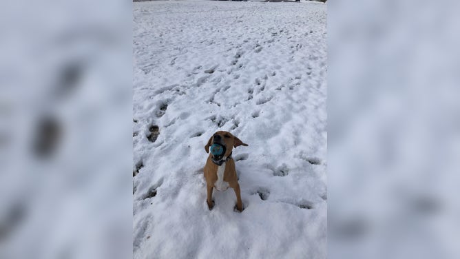 Nine-year-old coonhound Ziva loves to play fetch in the snow in Mt. Hood