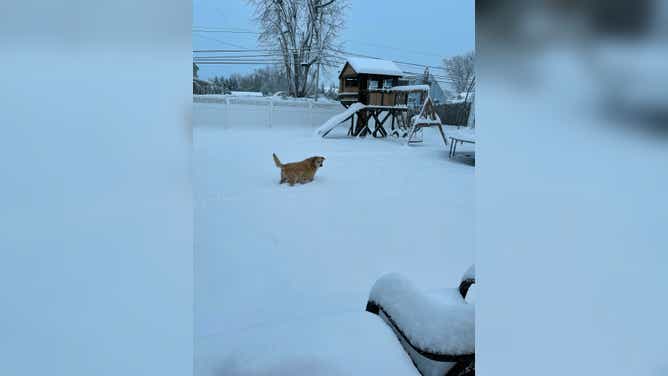 Harley, 13, walking in the snow in Lindenhurst, New York.