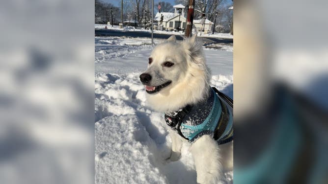 Riley, an American Eskimo, having some extra fun on his morning walk in Bayonne, NJ on Jan. 7, 2022. 