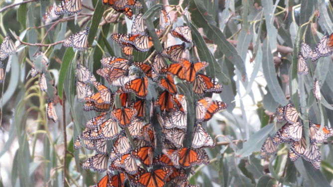 This season's western monarch butterflies cluster in Pismo State Beach Monarch Butterfly Grove.