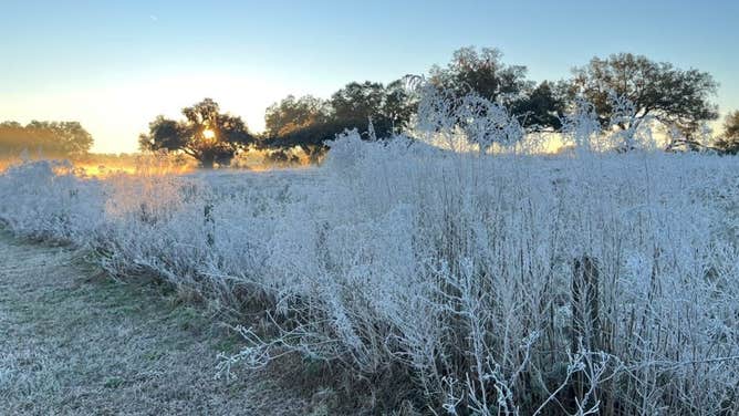 Frost covers the landscape In Sorrento, Fla.