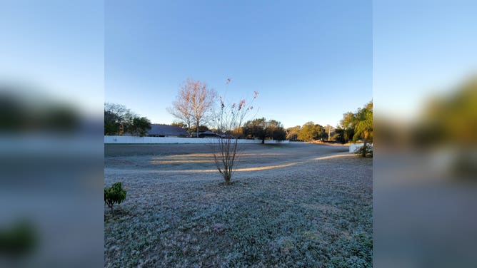 Frost coats a yard in Valrico, Florida on Jan. 24, 2022.
