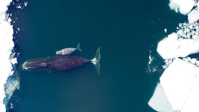 A bowhead whale and her calf.