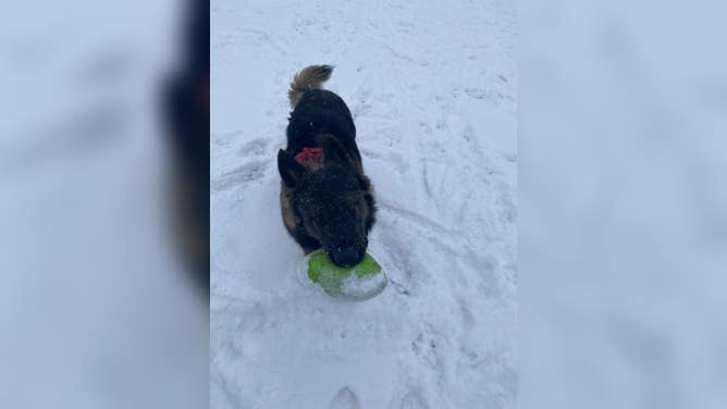 Thor catches a frisbee in New Paltz, New York on Jan. 7, 2022.