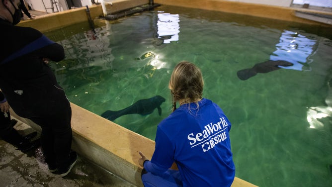Four juvenile manatees