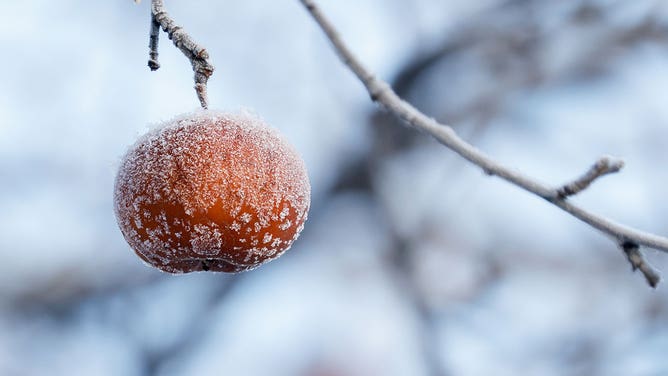 What’s The Difference Between Frost, A Freeze And A Hard Freeze? | Fox ...