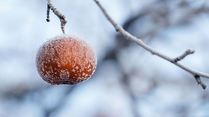 Frost on fruit