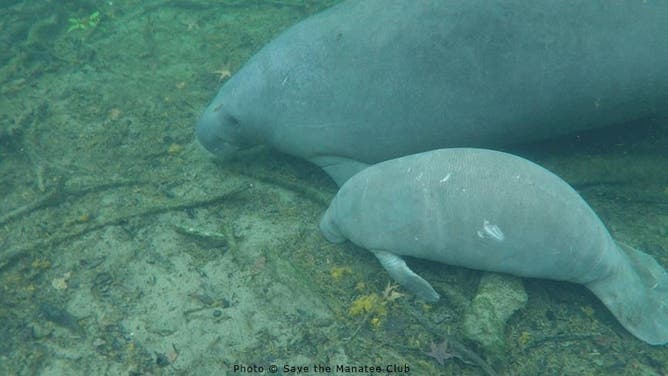 A manatee and her calf at Blue Spring State Park in Orange City, Florida.