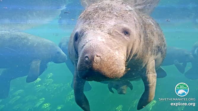 Manatees at Blue Spring State Park in Orange City, Florida.