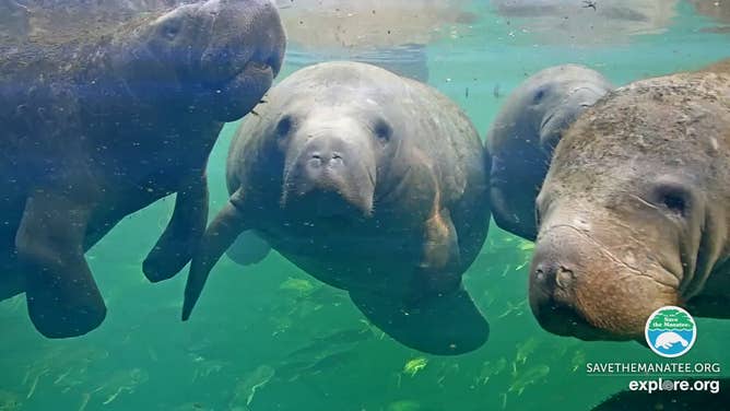 Manatees at Blue Spring State Park in Orange City, Florida.