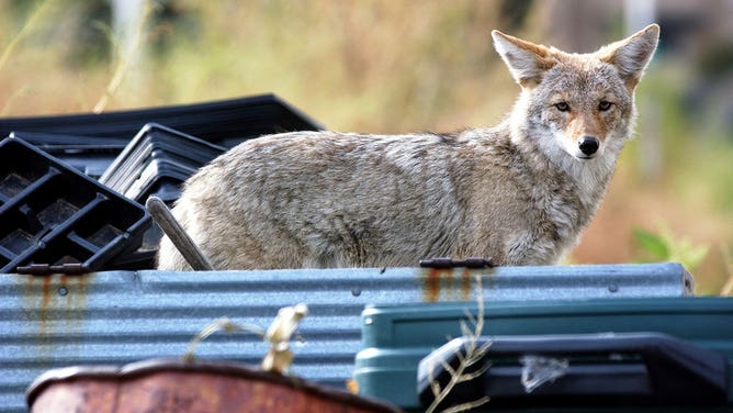 Cold weather may lead to more coyote sightings