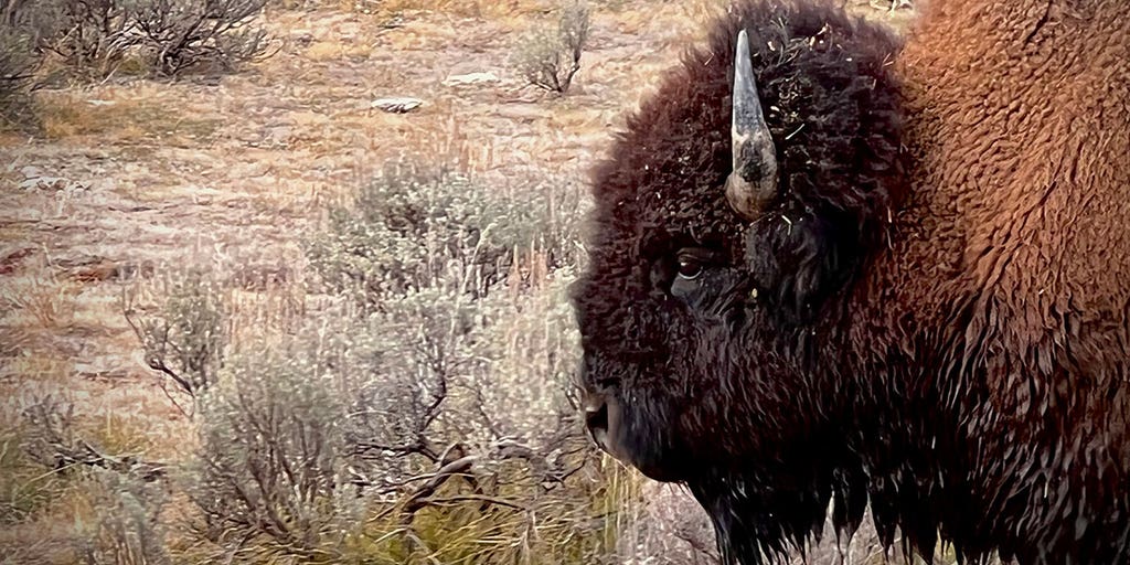 Video Shows Bison Charging Woman Who Got Too Close To Herd At Texas ...