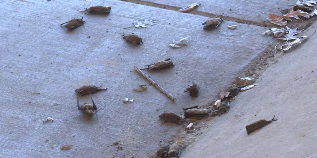 Houston’s bridge bats took a hit during the 2021 Texas freeze. Here’s