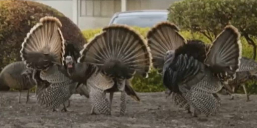 NASA is ‘for the birds’ taken over by aggressive turkeys Fox Weather