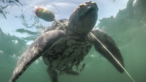 Good Samaritans rescue trapped loggerhead sea turtle