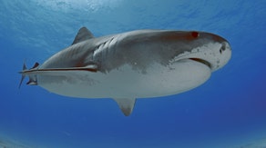 Shark diver explains how to read giant predator's body language