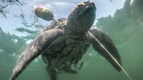 Good Samaritans rescue trapped loggerhead sea turtle