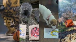 House divided among these cute animals as to who will win Super Bowl LVI