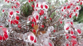 What is freezing rain?