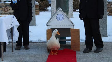 Forget the groundhog prediction: 7 animals who will give Punxsutawney Phil a run for his money