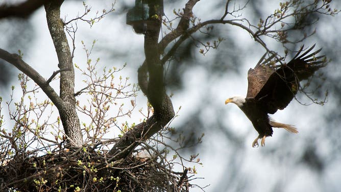File photo: A male Bald Eagle lands on his nest containing two eggs at the U.S. National Arboretum in Washington, DC on March 11, 2016. The pair, named named 'Mr. President' and 'The First Lady' nested in a Tulip Poplar tree amongst the Azalea Collection at the U.S. National Arboretum. (Photo by Linda Davidson / The Washington Post via Getty Images)
