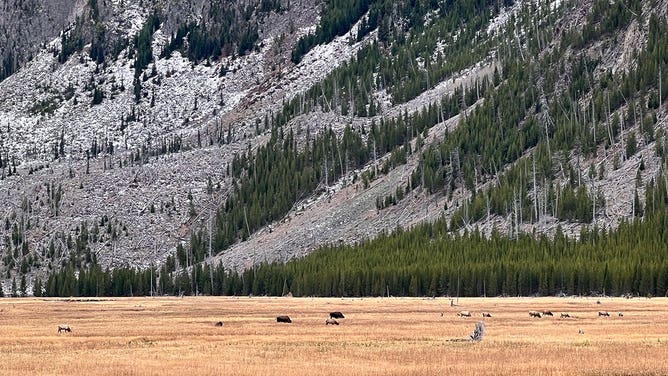 Bison at Yellowstone National Park 10-2021