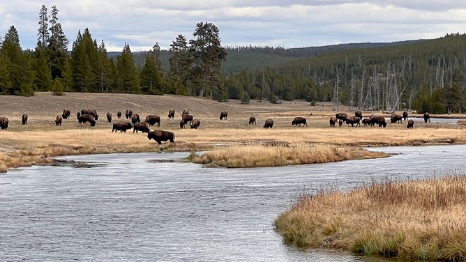 Bison at Yellowstone National Park 10-2021