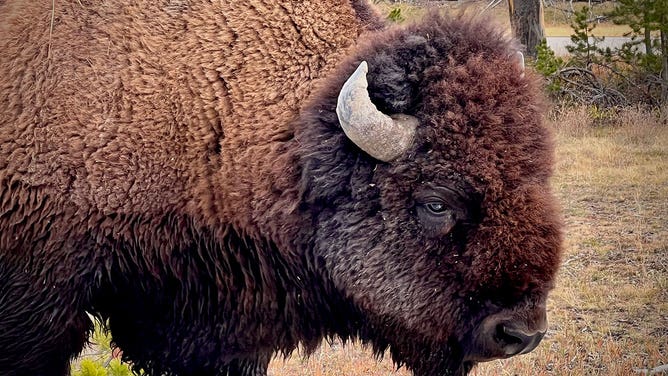 Bison at Yellowstone National Park 10-2021