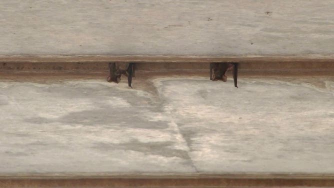 Mexican free-tailed bats in Houston
