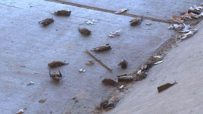 Mexican free-tailed bats in Houston